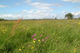 Lugg Meadow 