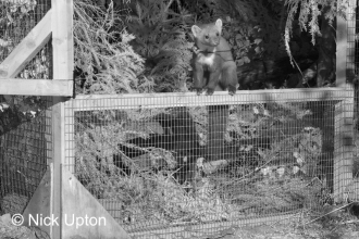 Pine Marten on a fence