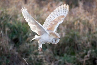 Barn Owl