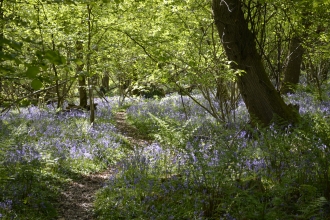 Bluebell woodland