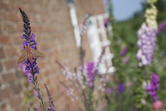 Elephant hawk moth in garden beside brick house