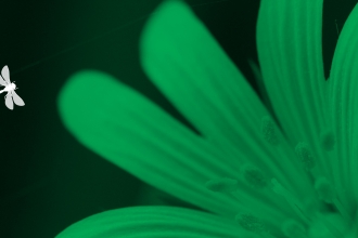 Flower image with insect illustration