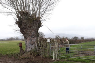 A pollarded poplar at the edge of a field