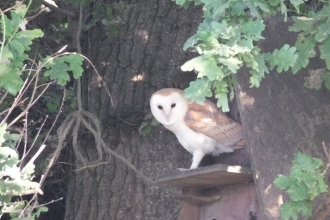 Barn owl stood at the entrance of a box in an oak tree