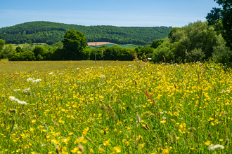 Wildflower meadow of yellow and white flowers with tall hedgerow in background and hills beyond