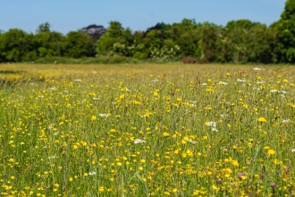 Wildflower meadow of yellow and white flowers with tall hedgerow in background