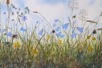 Watercolour painting of harebells and wildflowers