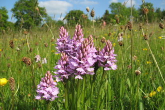 Pink flower spikes growing within grass