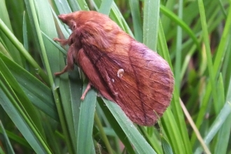 Brown furry moth on grass stems