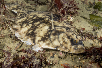 Flounder