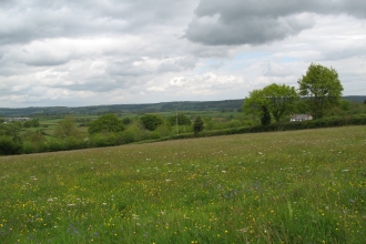 View across field of grass with flowers