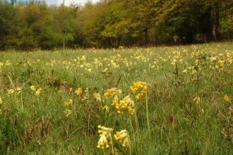 Cowslips flowering in meadow with trees behind