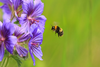 Bumblebee flying towards purple flowers