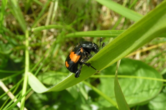 Black and orange beetle on grass blade