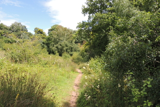 View of path beside hedgerow through grasses