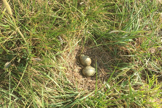 Two eggs in a hollow area in grass