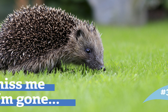 Hedgehog walking across grass