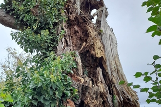 A very old tree trunk with some green leaves sprouting from trunk