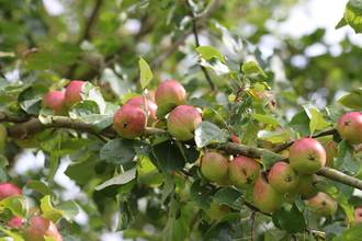 Red and green apples growing on a branch