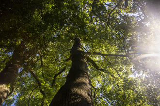 View up into the canopy of a large tree with sunlight bleeding through