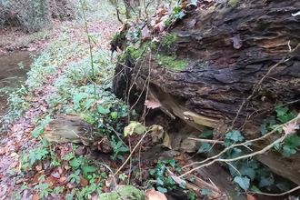Rotting fallen tree trunk beside stream