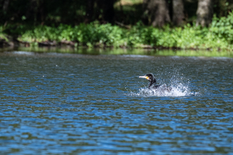 Black bird swimming in lake with bankside vegetation in background