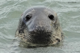 Seal head above water, looking into camera