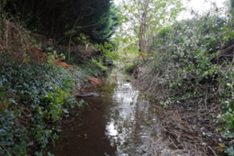 View along stream with vegetated banks each side