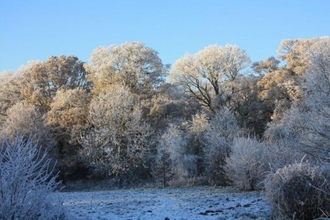 View across frosted woodland glade with blue sky above