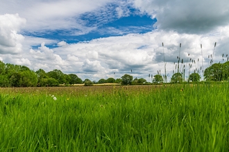View across green meadow with trees in the distance and blue sky with white clouds above