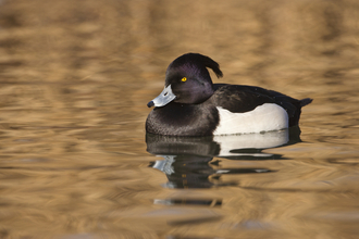 Black and white duck on water