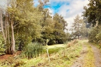 Track with grass and then reeds on the left hand side with trees behind
