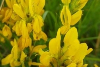 Flower, small yellow petals, close up, backed by green foliage
