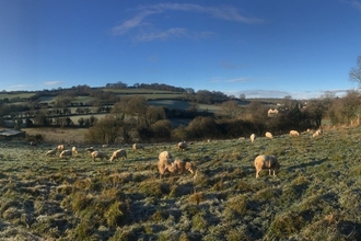 View across field with sheep grazing