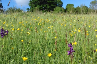 View through tall grass dotted with yellow and purple flowers