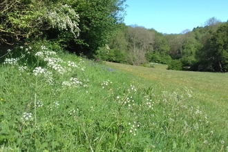 View across meadow with thick surrounding hedgerows