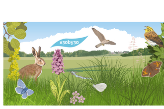 Illustration of a meadow with wildlife