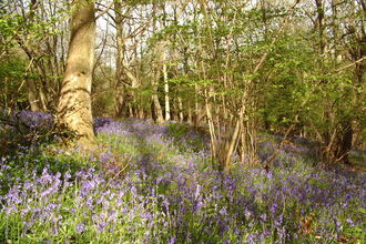 Bluebells accross a woodland