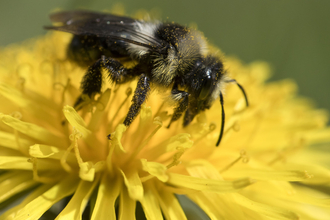 Close-up of a bee on a yellow flower