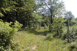 View along grassy path through trees in spring