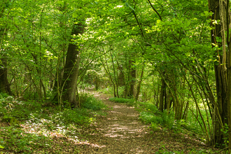 View along path through green trees in spring