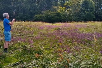 Field with purple flowers and grasses rising to woodland beyond with man stood looking up the field