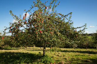 Apple tree with red apples growing in a grassy field
