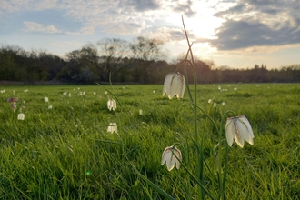 White bell-shape flowers in grassy meadow with low sun and hedgerow in distance