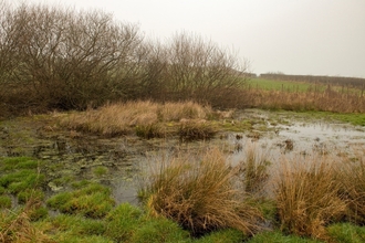 Pond in winter surrounded with long grass and bushes