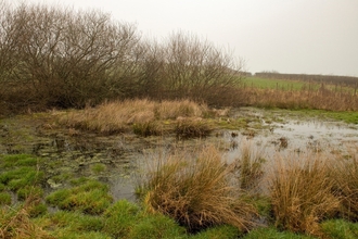 Pond in winter surrounded with long grass and bushes