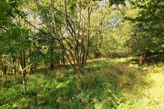 View into woodland glade with multi-stemmed tree in centre