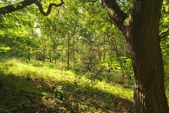 View into sunny woodland glade with large tree trunk on right hand side of foreground