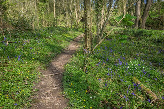 Footpath winding through a sunny woodland with blue and white flowers amongst green ground vegetation