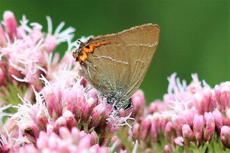 A pale brown butterfly with orange tip to its closed-up wings and faint white lines across the wing, sat atop pale pink flower bugs